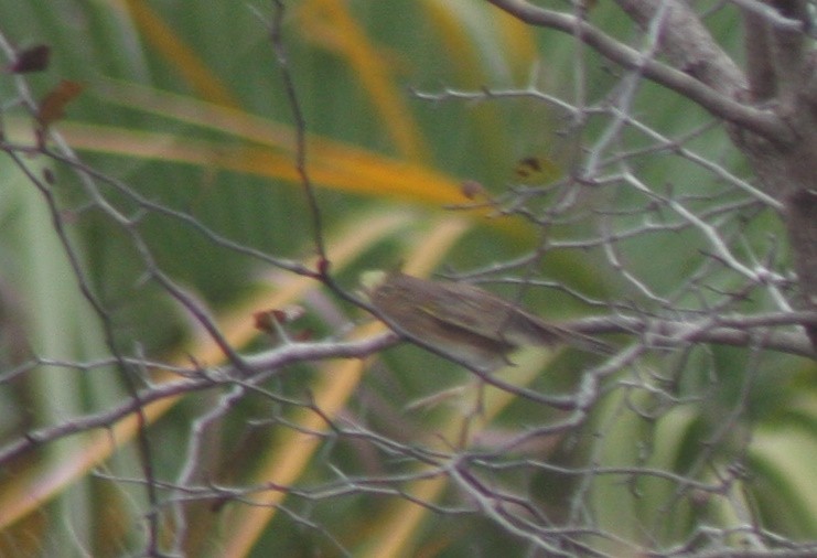 Grasshopper Sparrow - ML645965274
