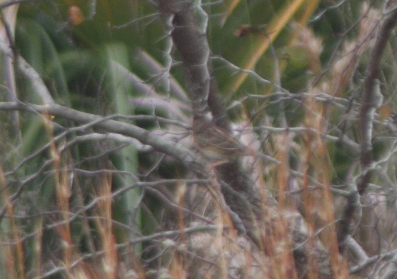 Grasshopper Sparrow - ML645965275