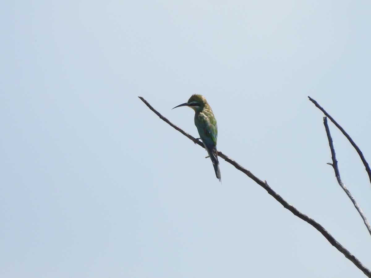 Blue-cheeked Bee-eater - ML645965276