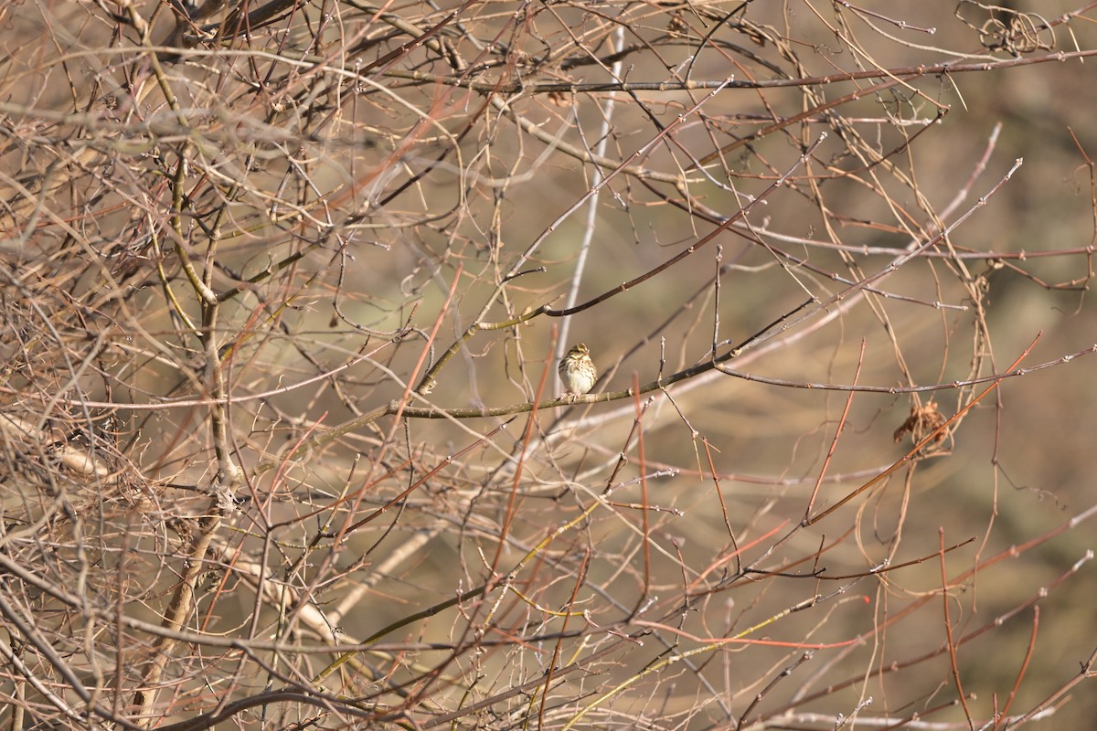 Savannah Sparrow - ML645965277