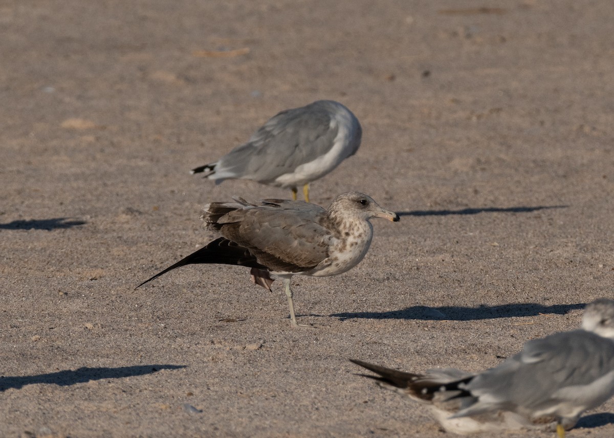 California Gull - ML645965278