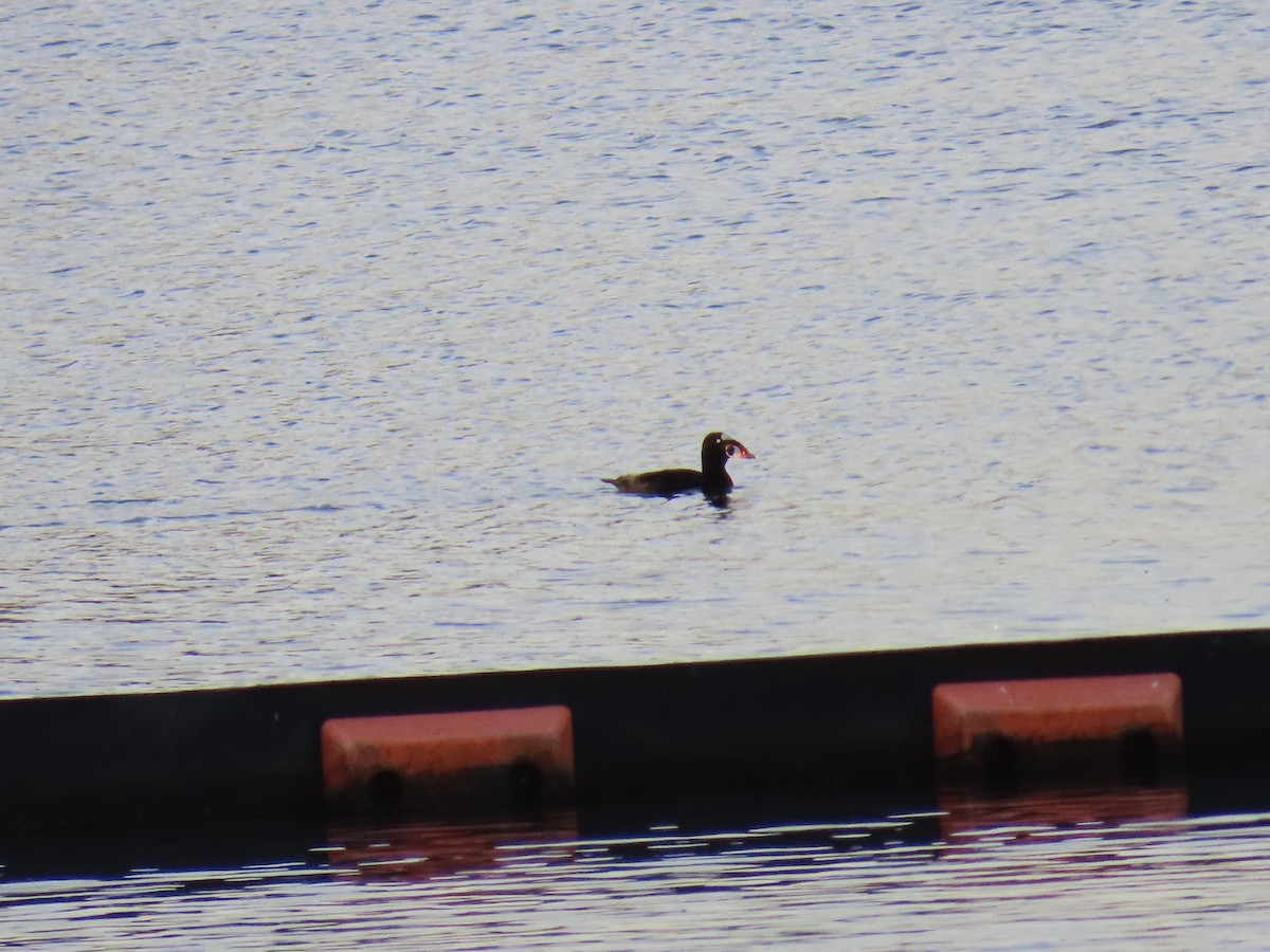 Surf Scoter - ML645965279