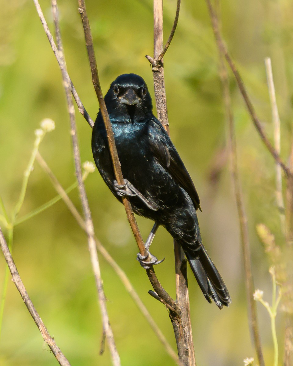 シコンヒワ - ML645965280