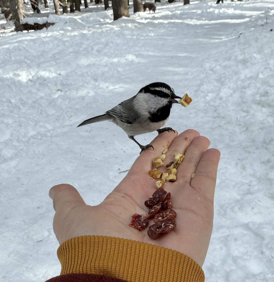 Mountain Chickadee - ML645965281