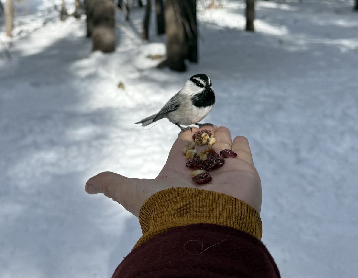 Mountain Chickadee - ML645965282