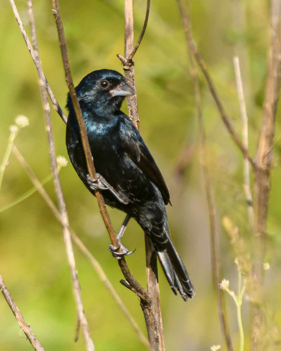 シコンヒワ - ML645965283