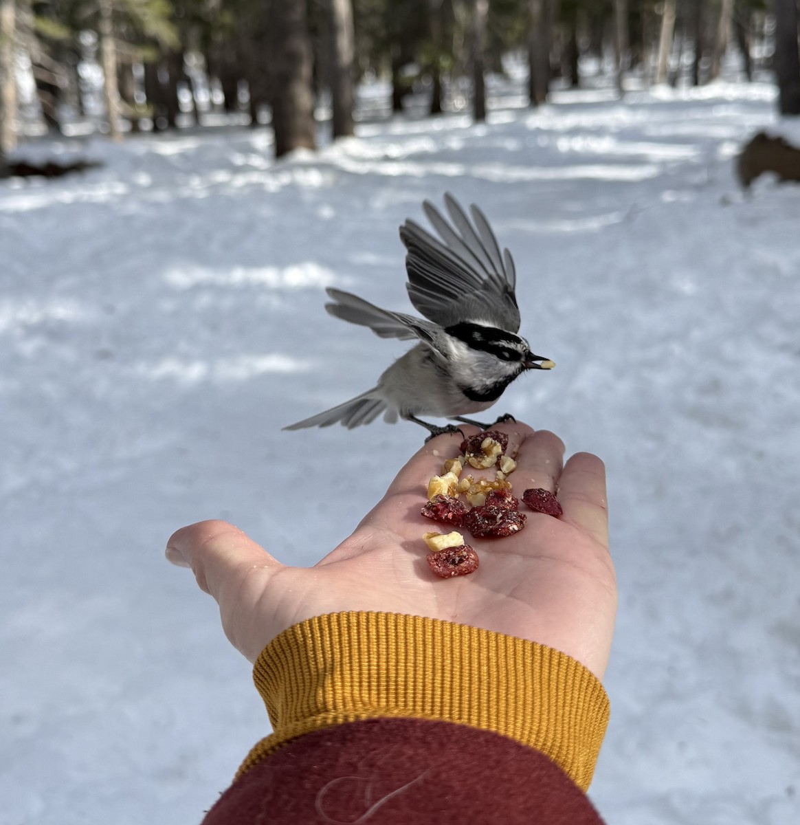 Mountain Chickadee - ML645965284