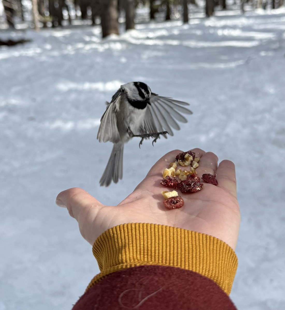 Mountain Chickadee - ML645965285