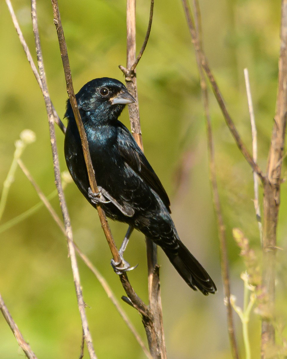 シコンヒワ - ML645965286