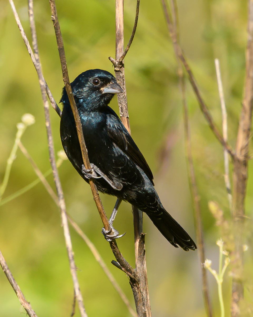 シコンヒワ - ML645965287