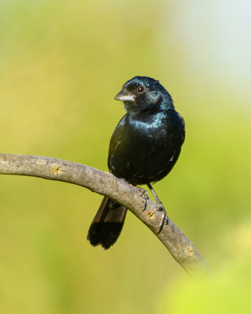 シコンヒワ - ML645965288