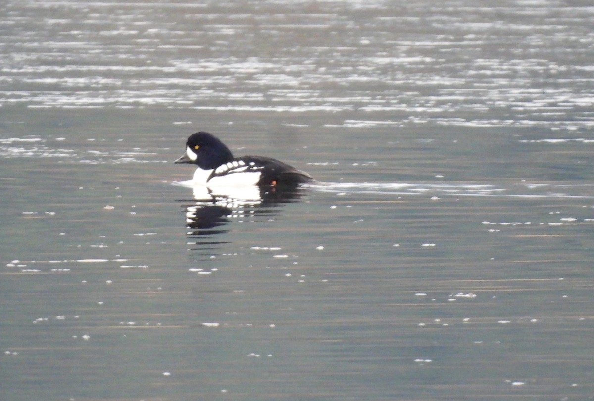 Barrow's Goldeneye - ML645965290