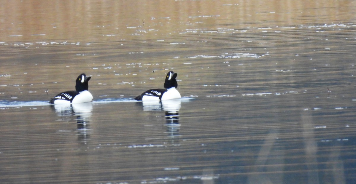 Barrow's Goldeneye - ML645965292