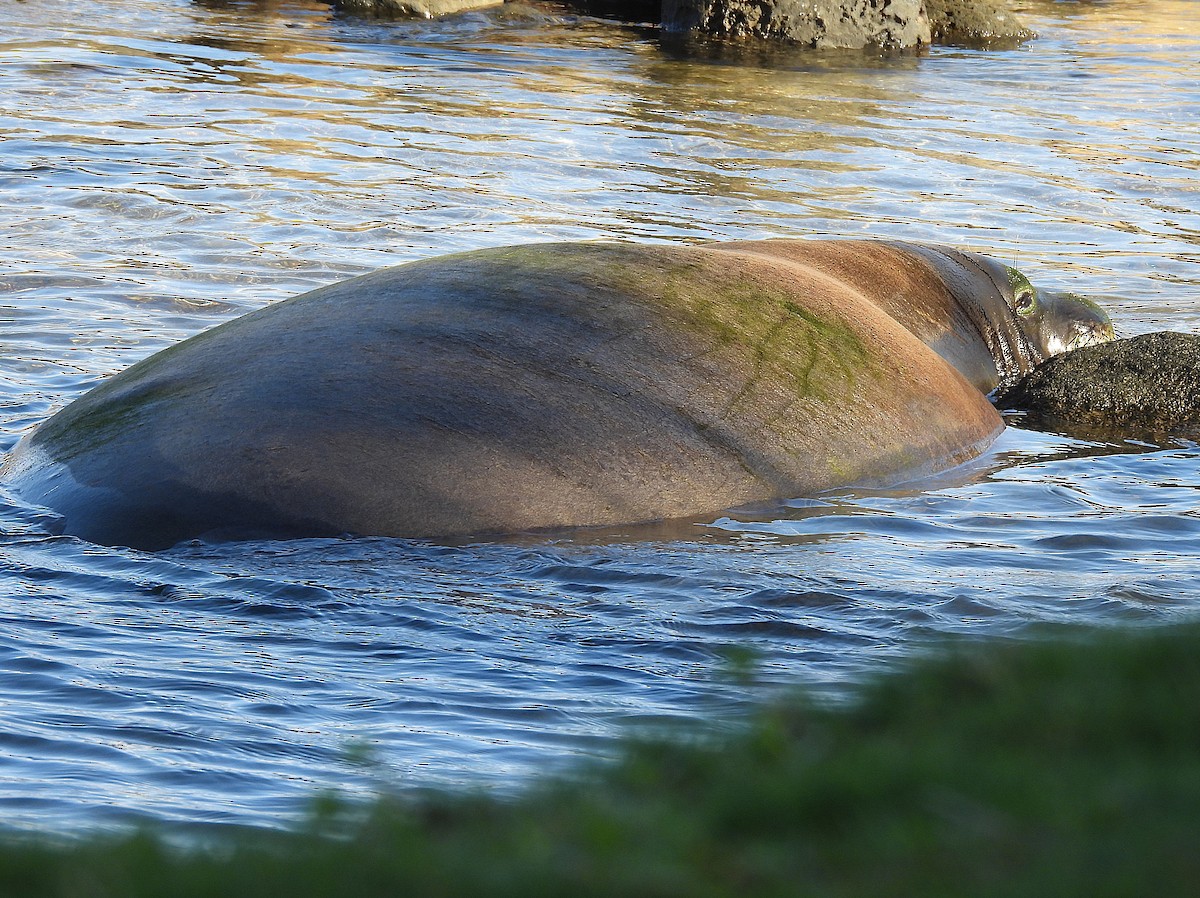 Hawaiian Monk Seal - ML645965294
