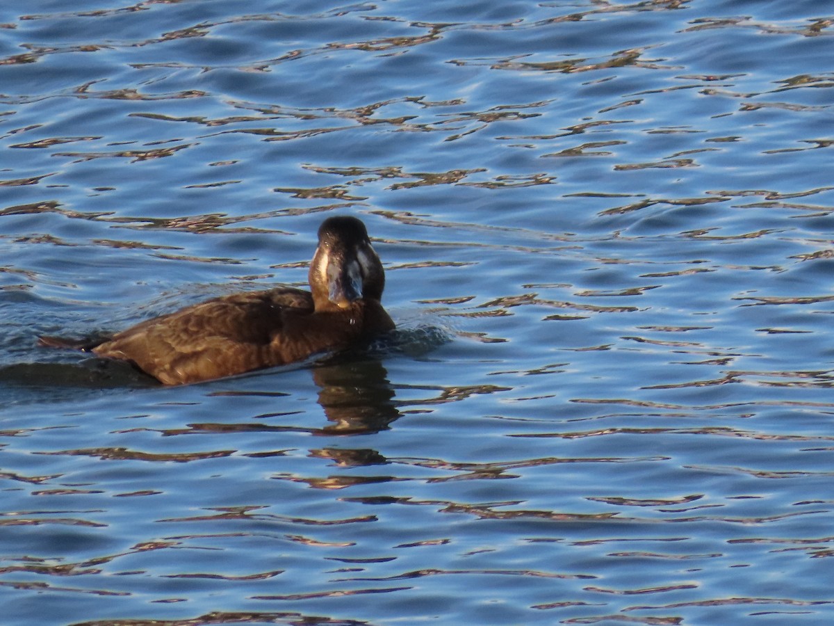 アラナミキンクロ - ML645965297