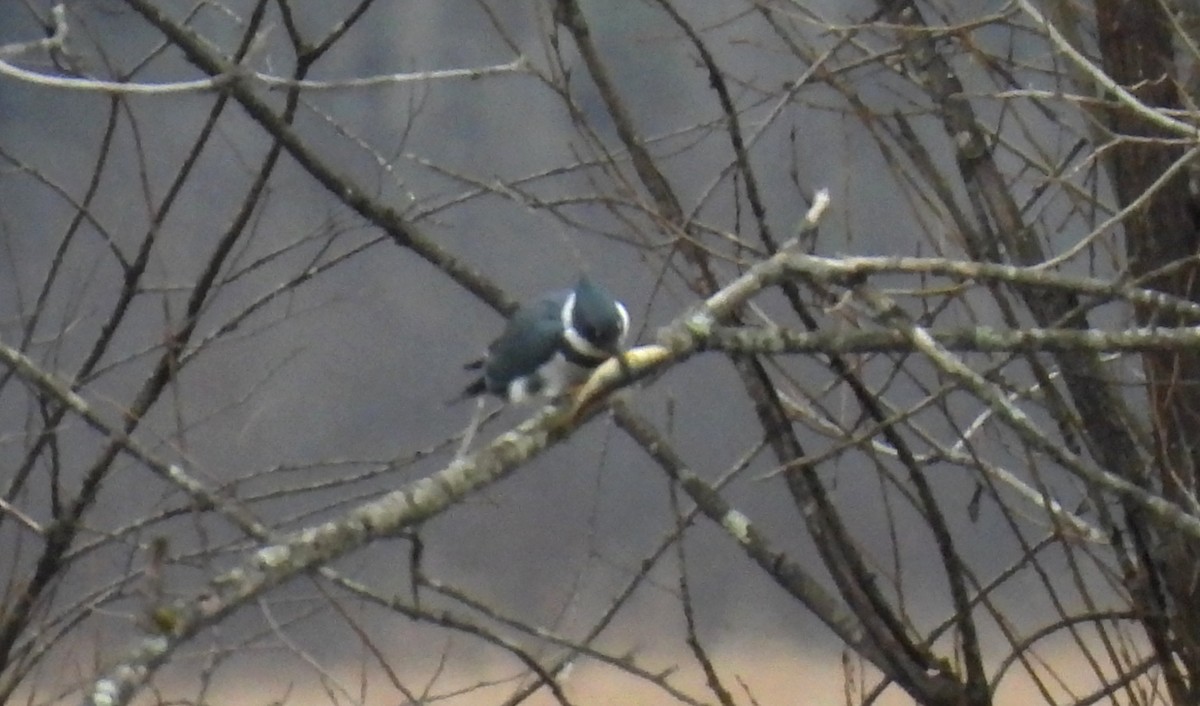 アメリカヤマセミ - ML645965304