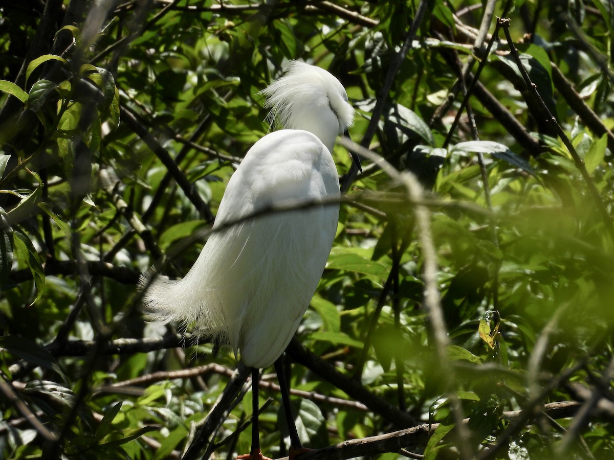 ユキコサギ - ML645965306