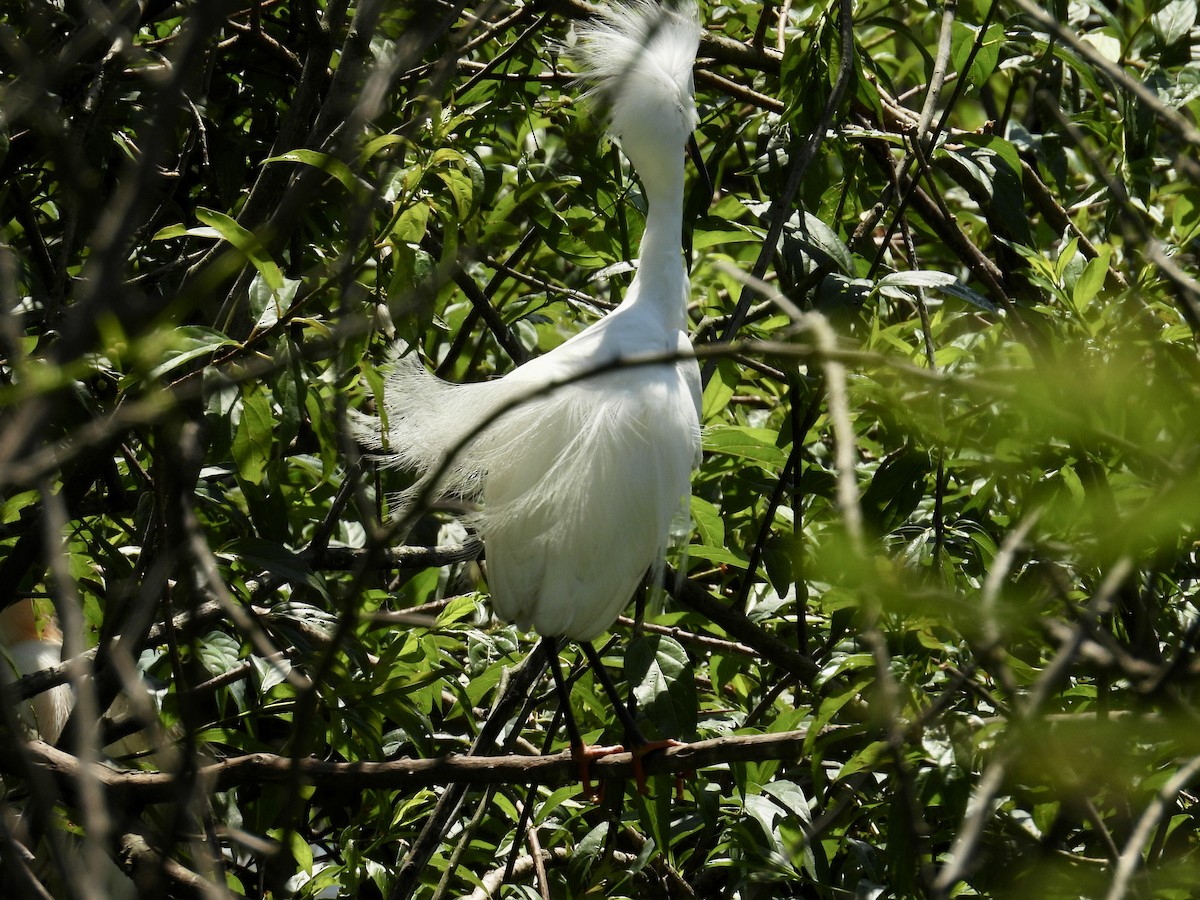 ユキコサギ - ML645965307