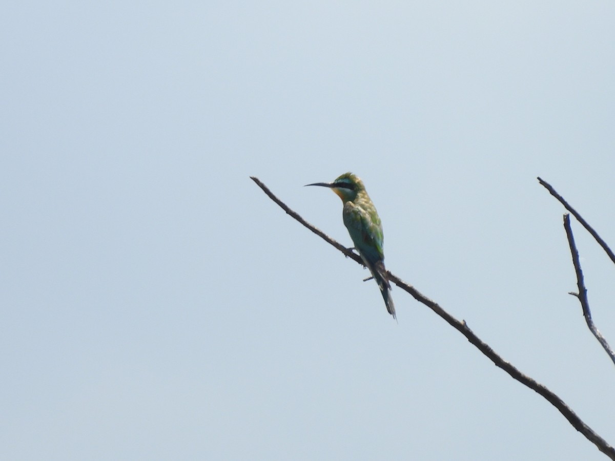 ルリホオハチクイ - ML645965308