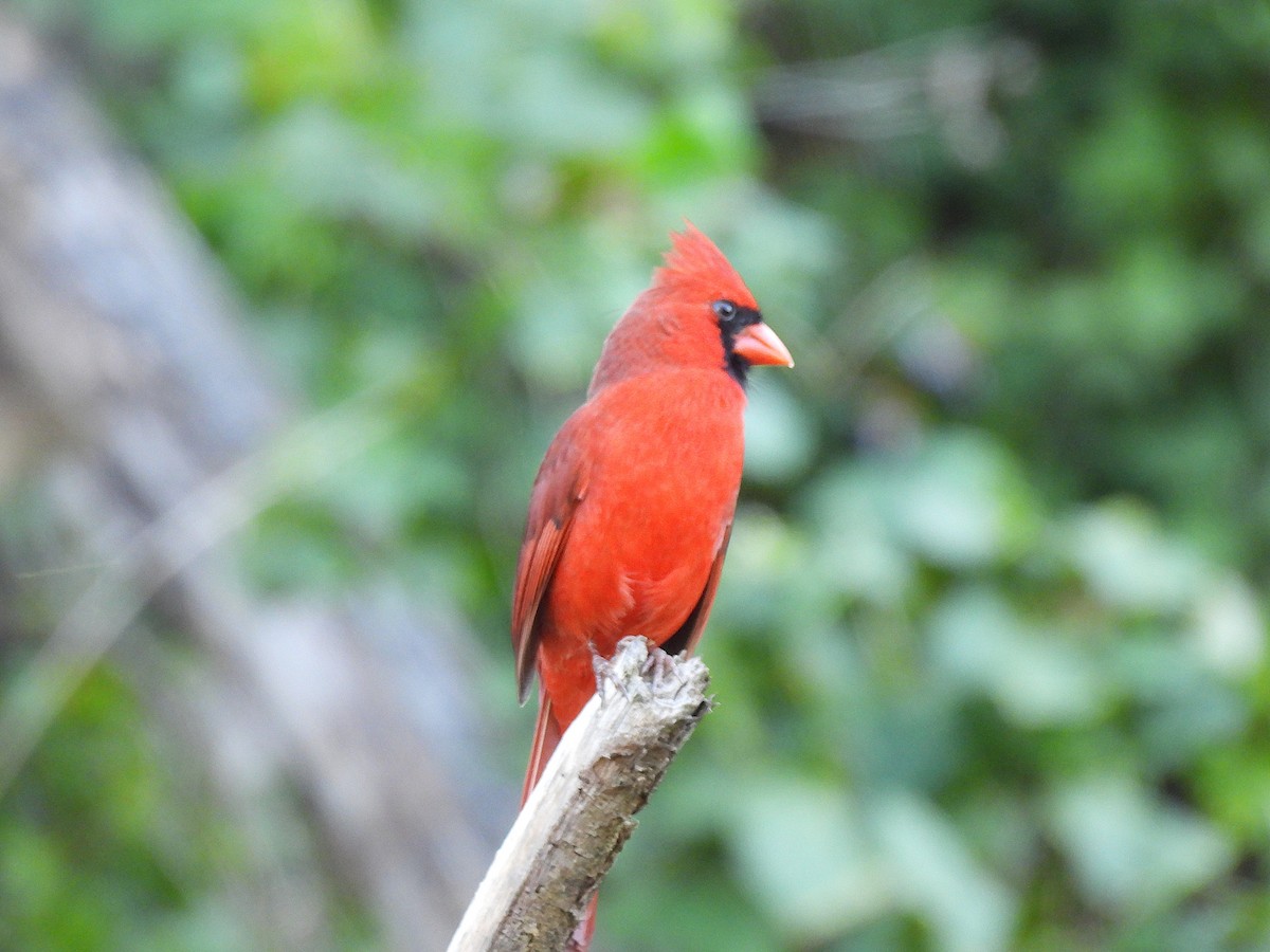 ショウジョウコウカンチョウ - ML645965309