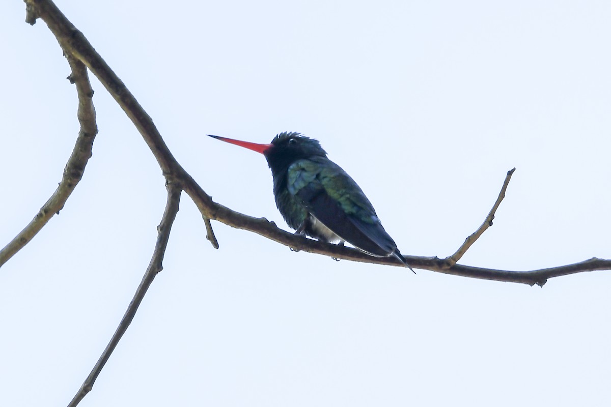 アオムネヒメエメラルドハチドリ - ML645965310