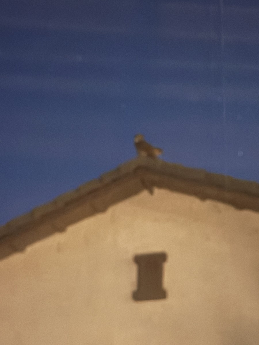 アメリカワシミミズク - ML645965311