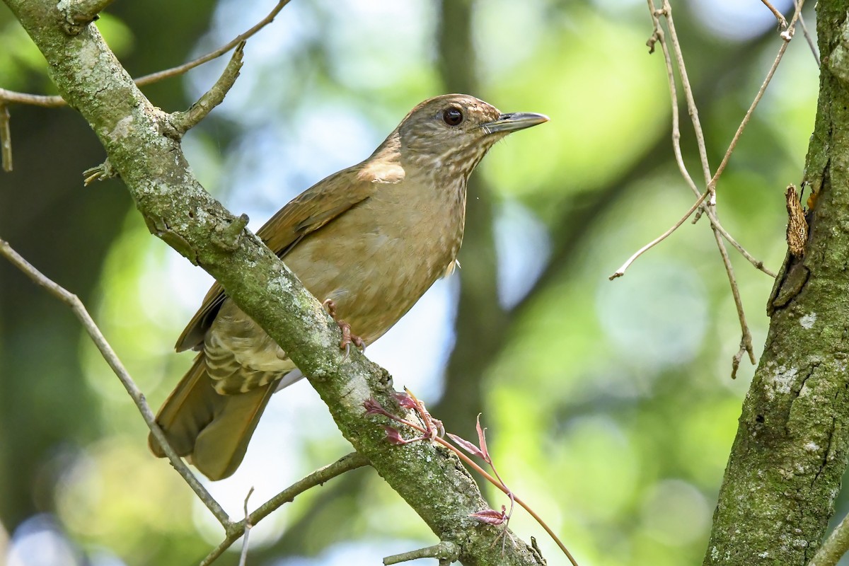 サメイロツグミ - ML645965312