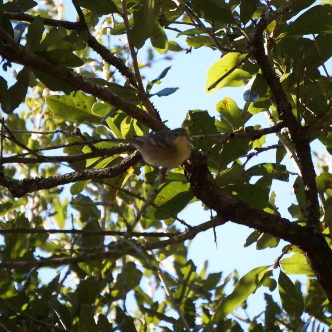 マツアメリカムシクイ - ML645965313