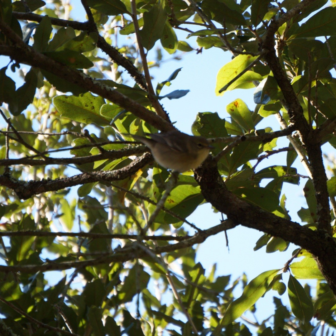 マツアメリカムシクイ - ML645965314