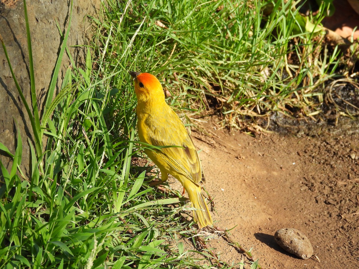 キンノジコ - ML645965315