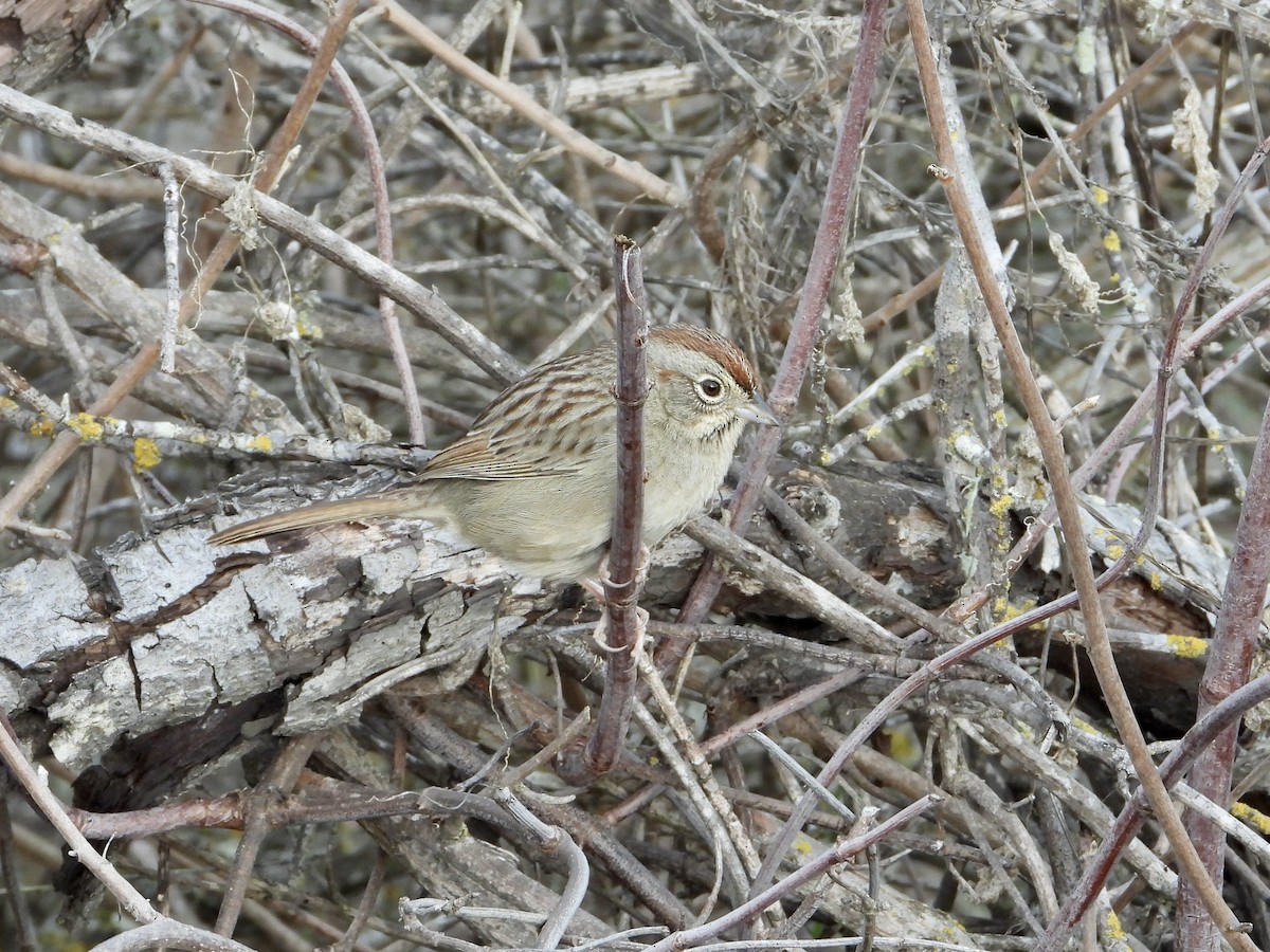 ズアカスズメモドキ - ML645965317