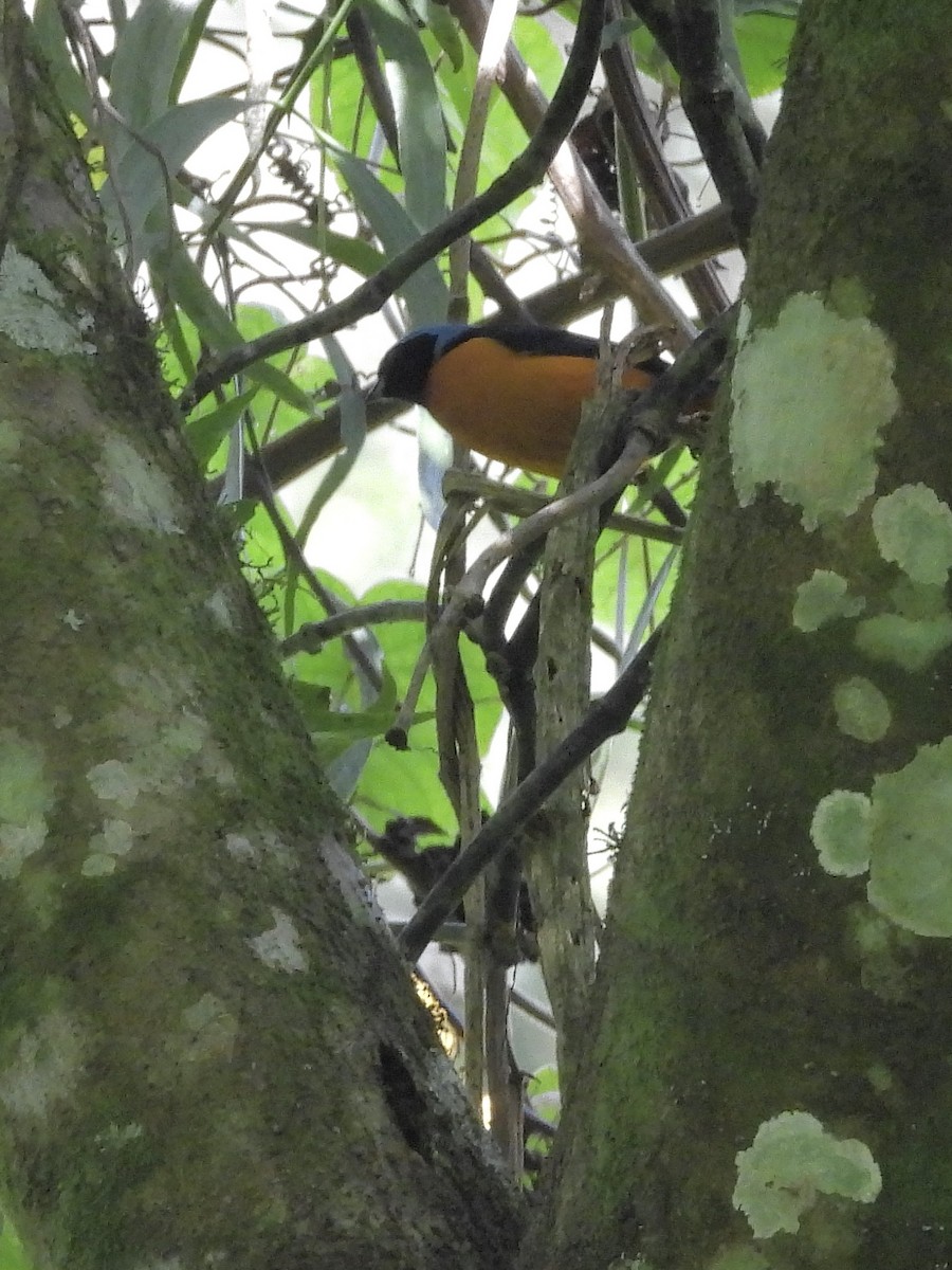 ルリゴシサンショクフウキンチョウ - ML645965318