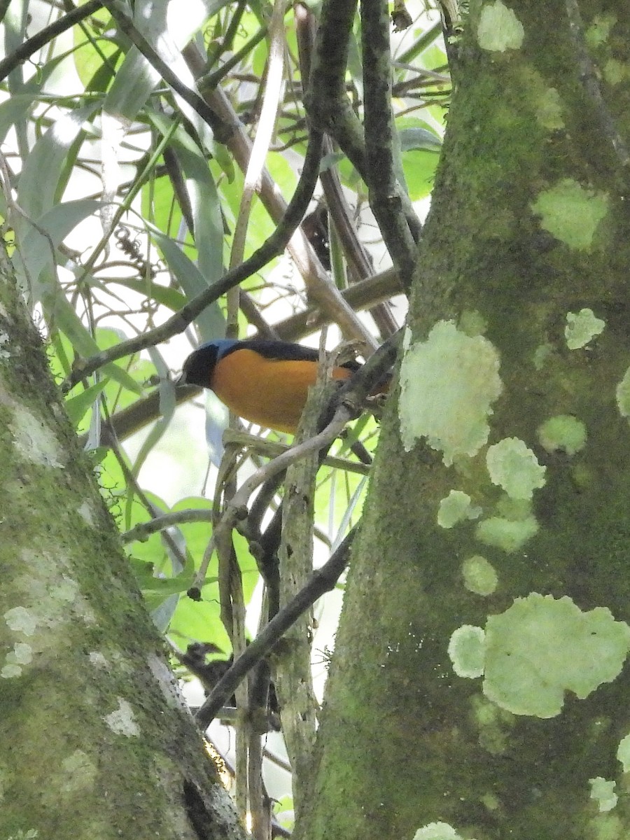 ルリゴシサンショクフウキンチョウ - ML645965319