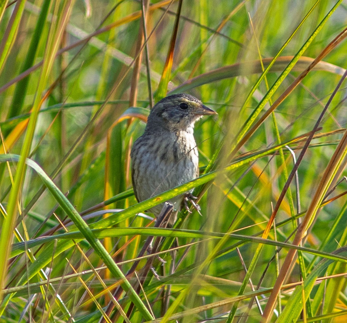 ハマヒメドリ - ML645965320