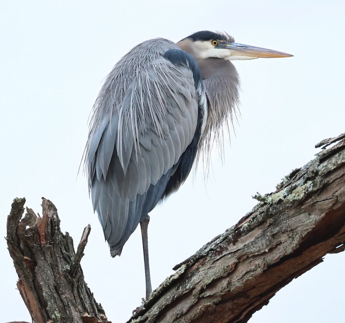 オオアオサギ - ML645965321