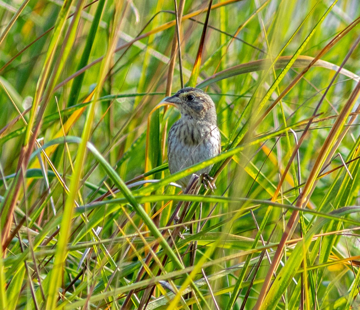 ハマヒメドリ - ML645965322