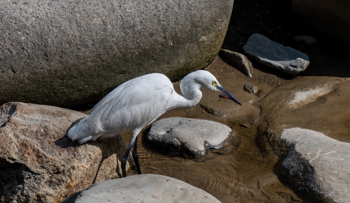 コサギ - ML645965326