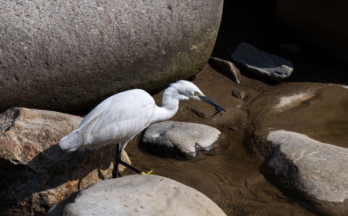 コサギ - ML645965327