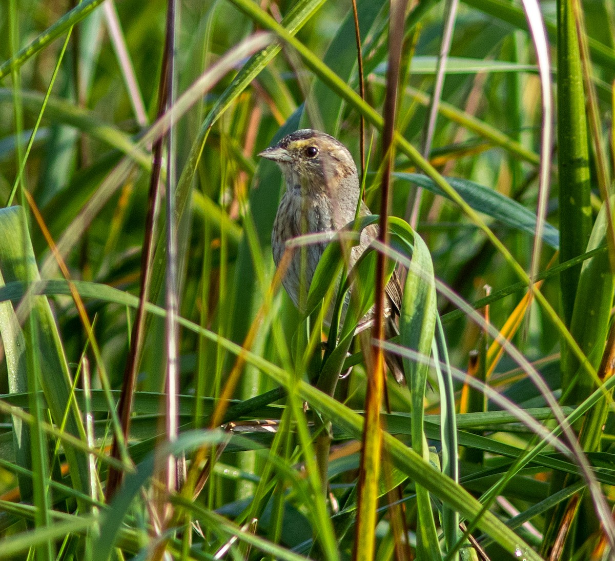 ハマヒメドリ - ML645965328