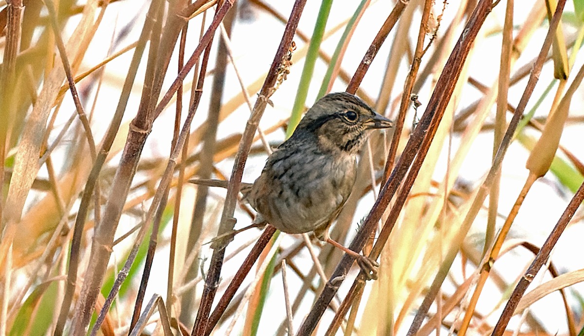 Swamp Sparrow - ML645965333