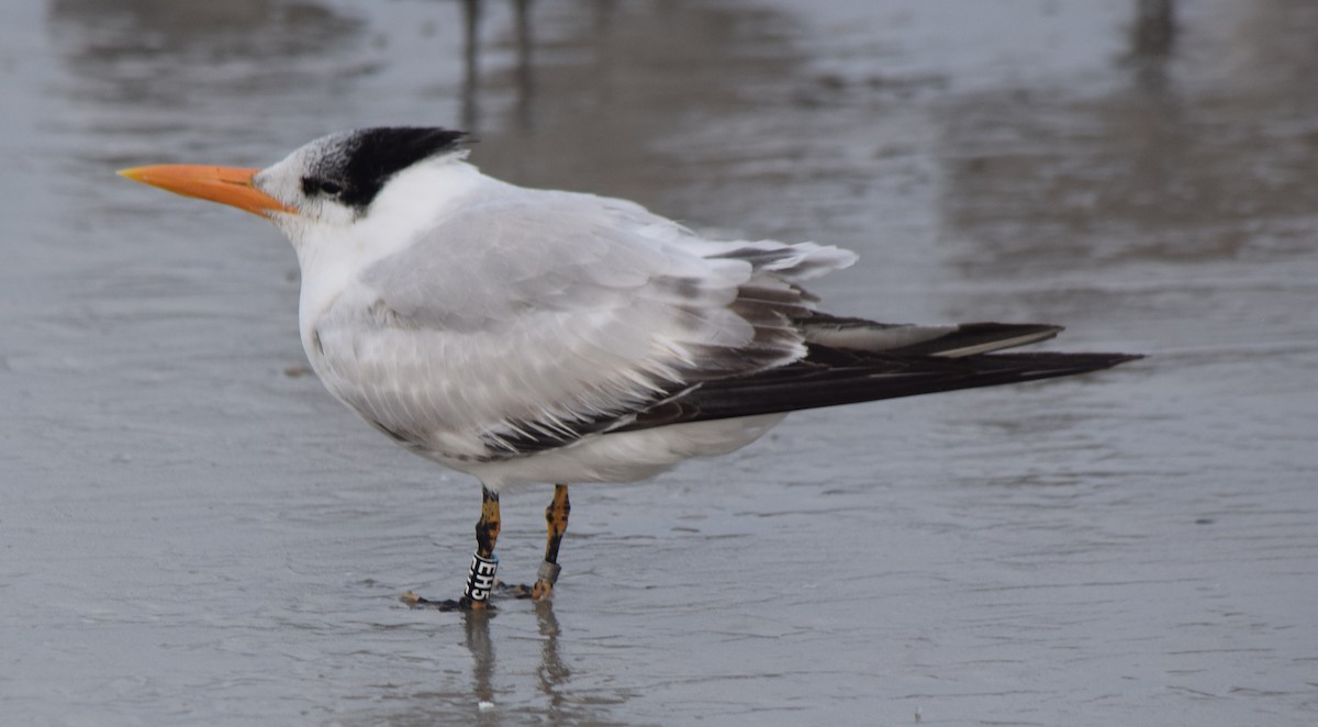 Royal Tern - ML645965338
