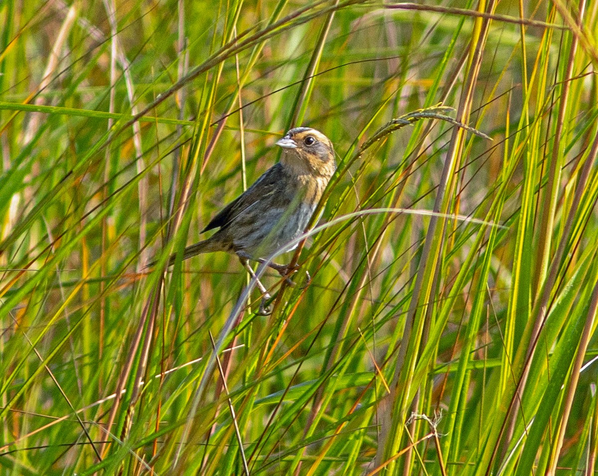 Nelson's Sparrow - ML645965341
