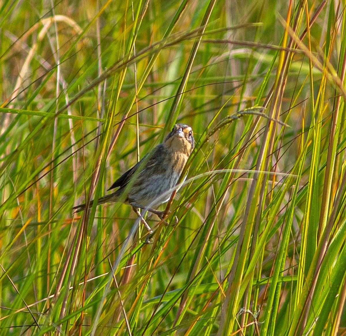 Nelson's Sparrow - ML645965343