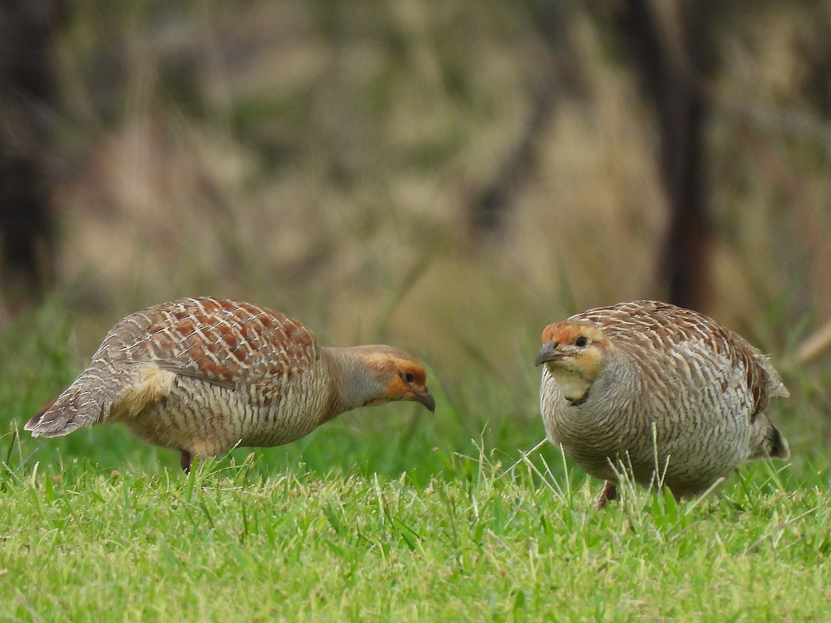 Gray Francolin - ML645965347