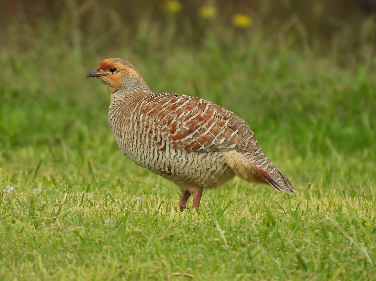 Gray Francolin - ML645965358