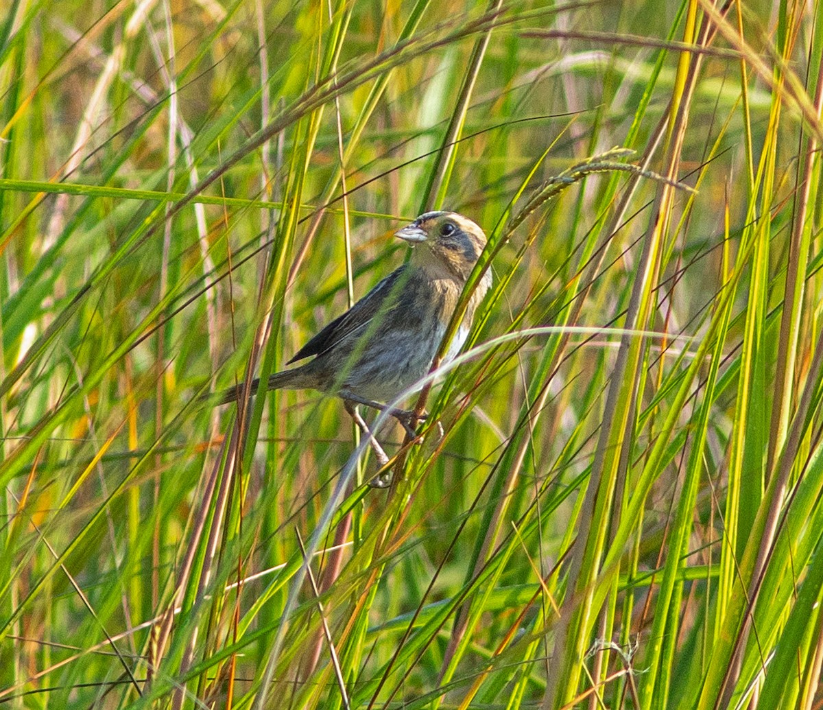 Nelson's Sparrow - ML645965360