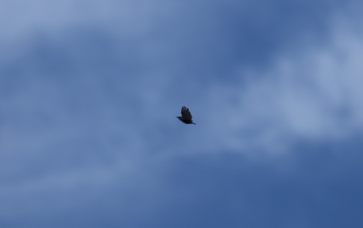 brhlík hnědohlavý - ML645965362