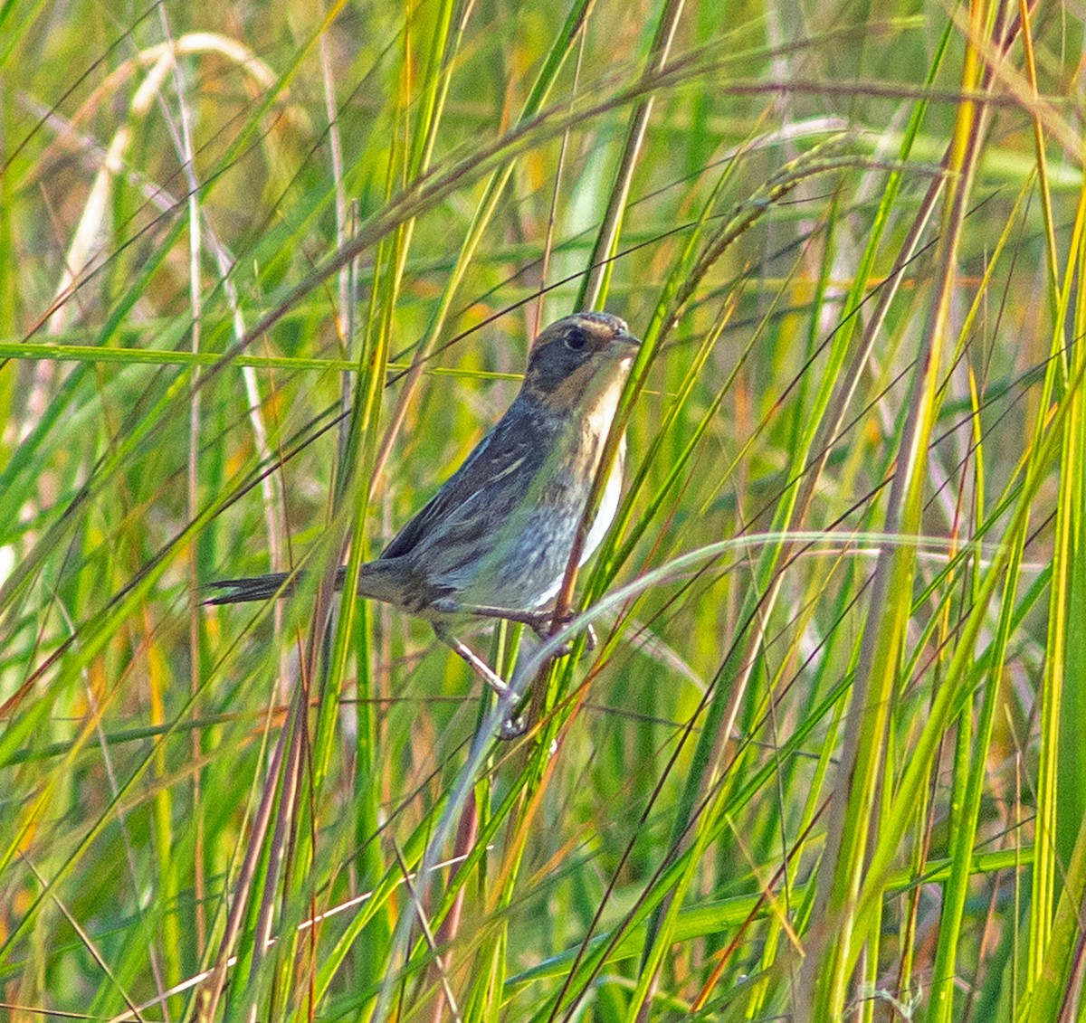 Nelson's Sparrow - ML645965364