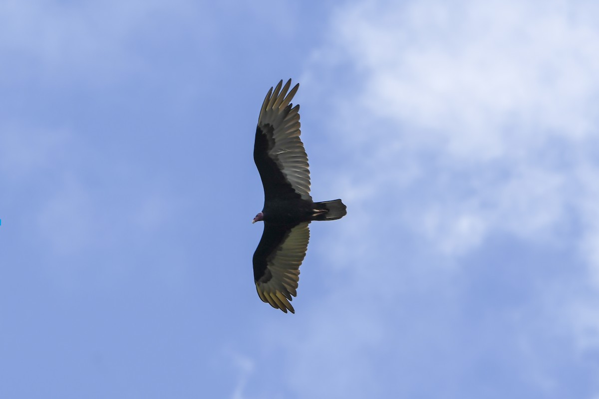 Aura Gallipavo - ML645965365