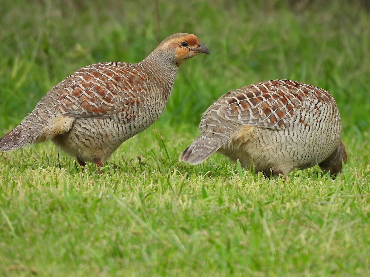 Gray Francolin - ML645965366